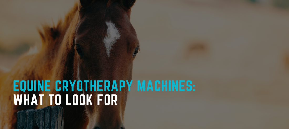 How to Choose the Right Equine Cryotherapy Machine for Your Barn