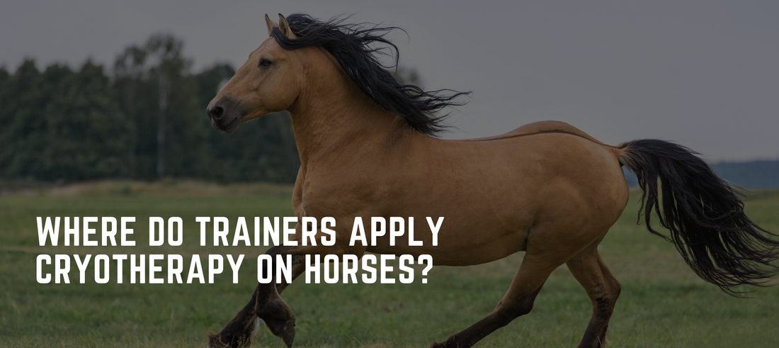 Where Do Trainers Apply Cryotherapy on Horses? Key Areas Explained