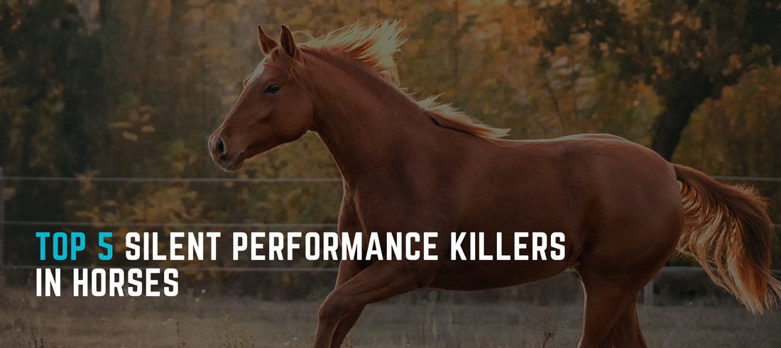 Top 5 Silent Performance Killers in Horses