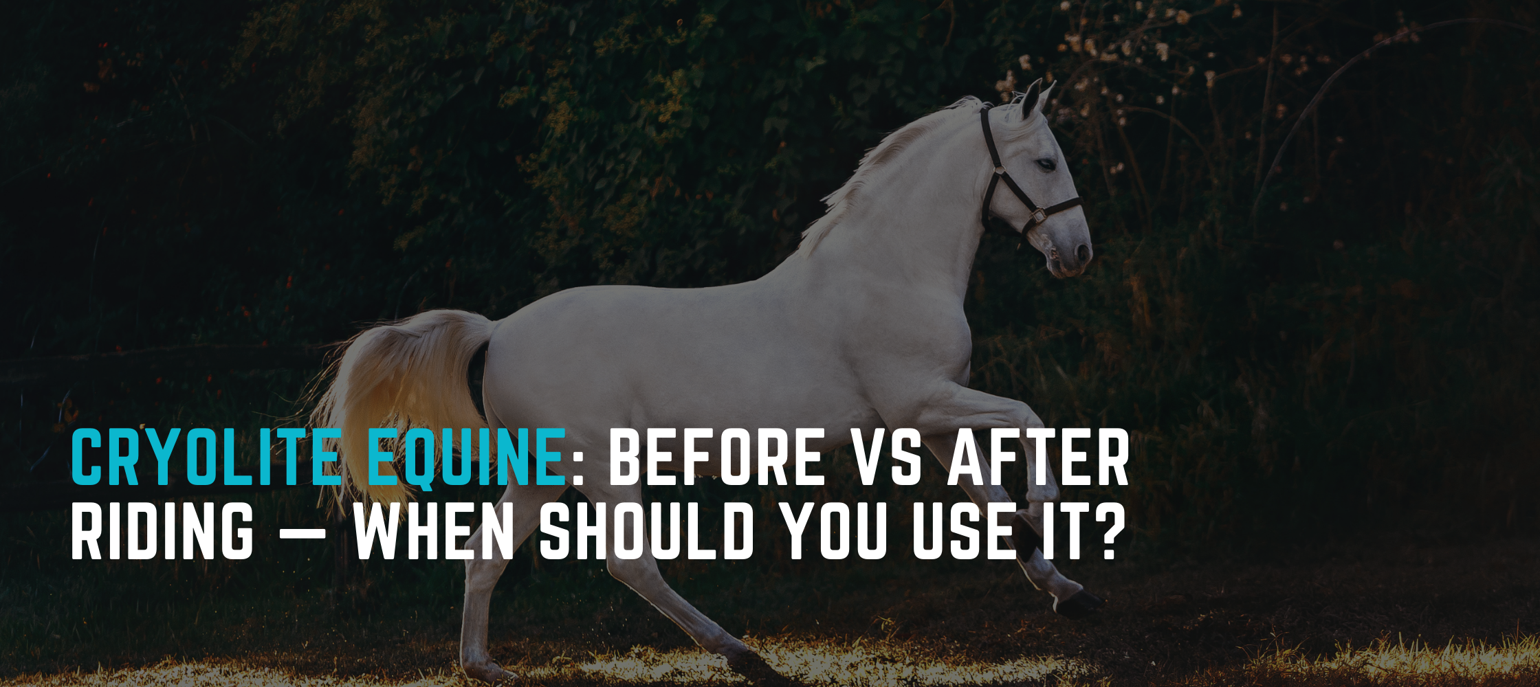 When to Use CryoLite Equine: Before or After Riding?
