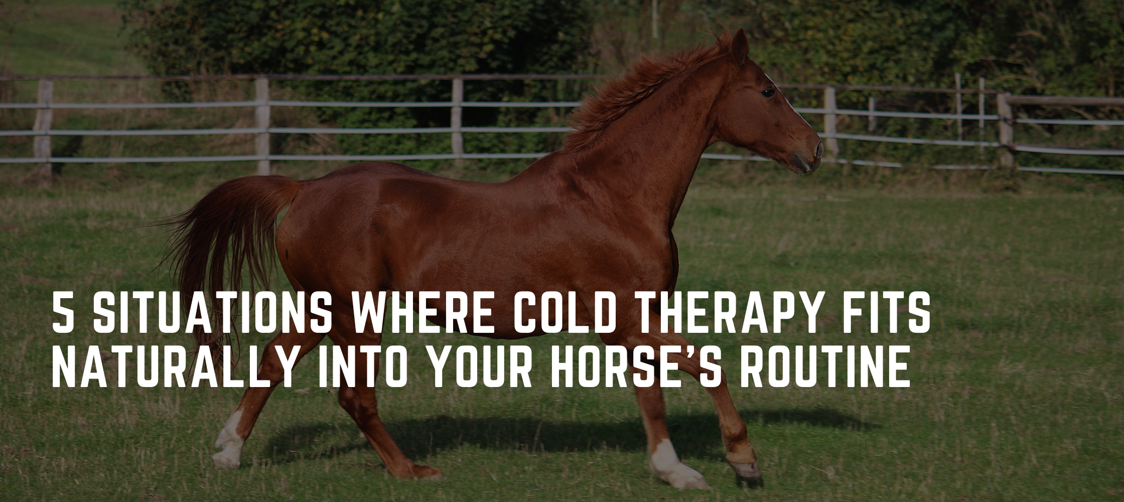 When Cold Therapy Makes Sense for Your Horse