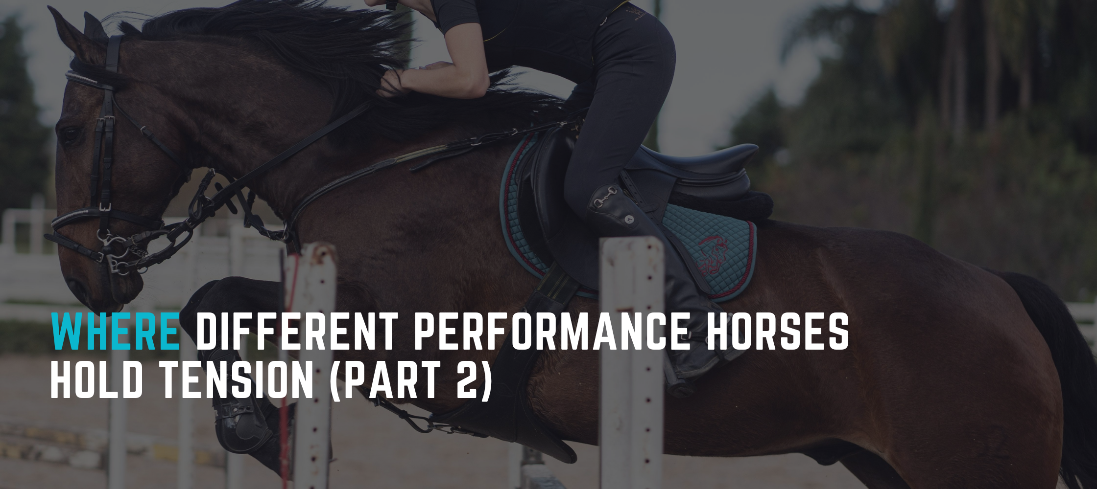 Where Different Performance Horses Hold Tension (Part 2)