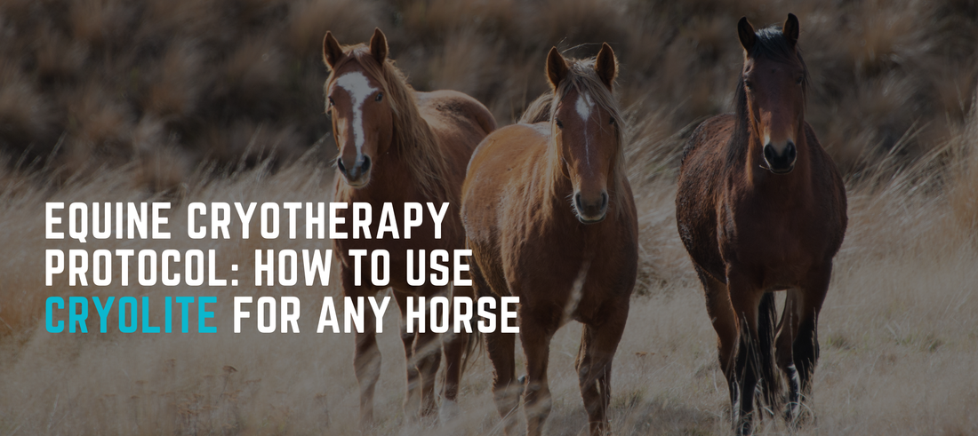 Equine Cryotherapy Protocol: How to Use CryoLite for Any Horse