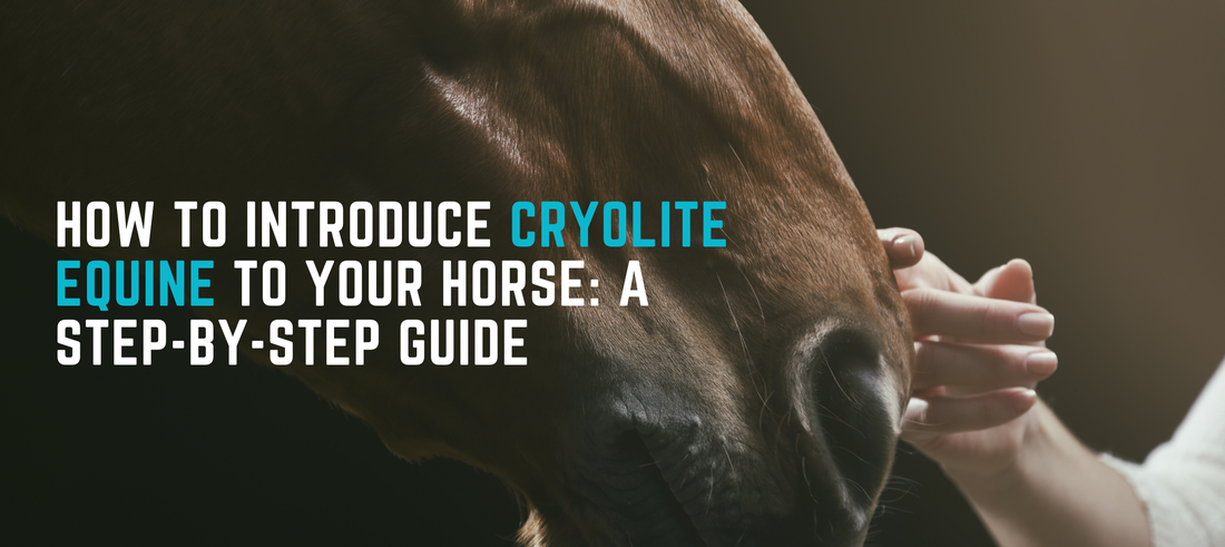 How to Introduce CryoLite Equine to Your Horse: A Step-by-Step Guide