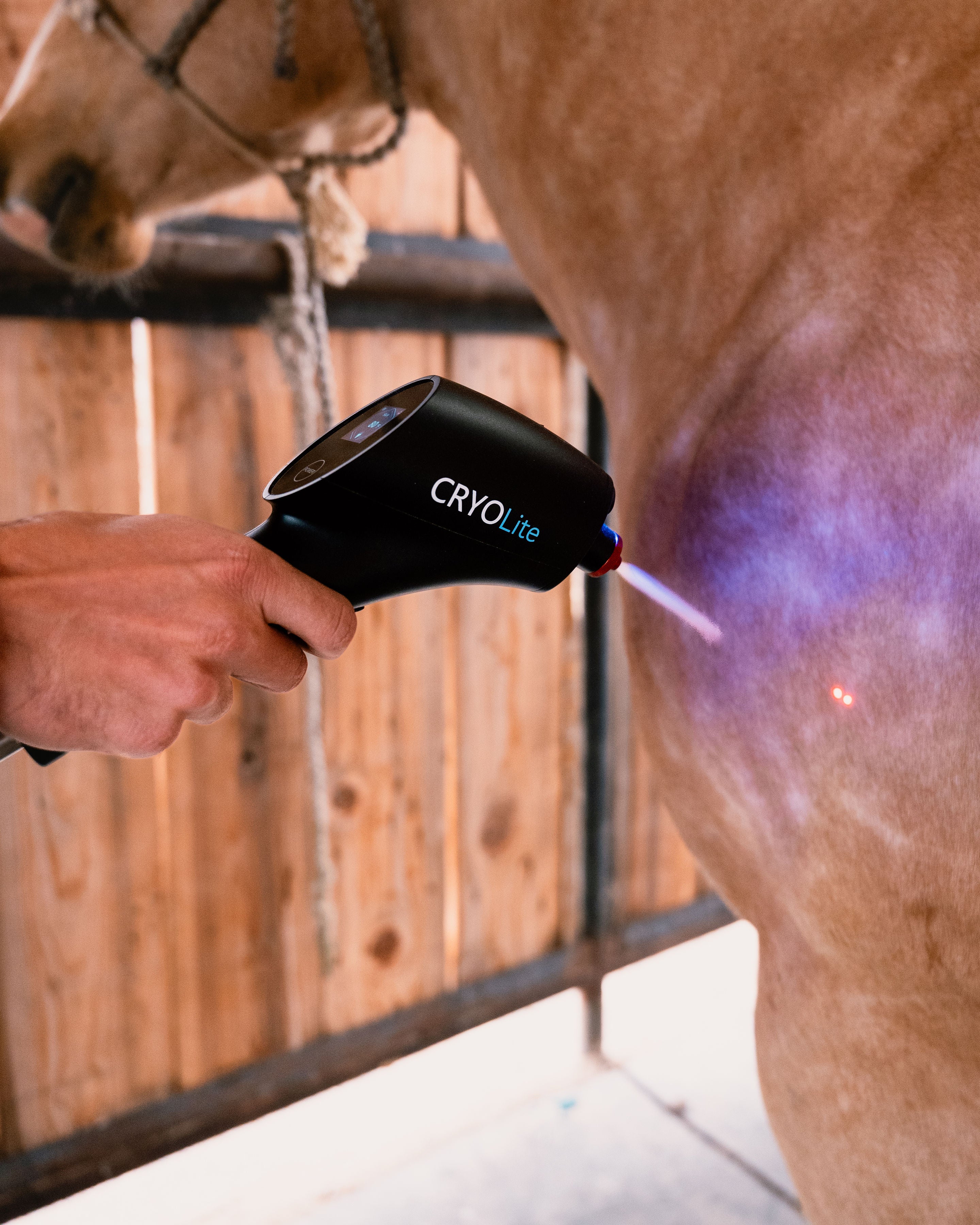 CryoLite Equine